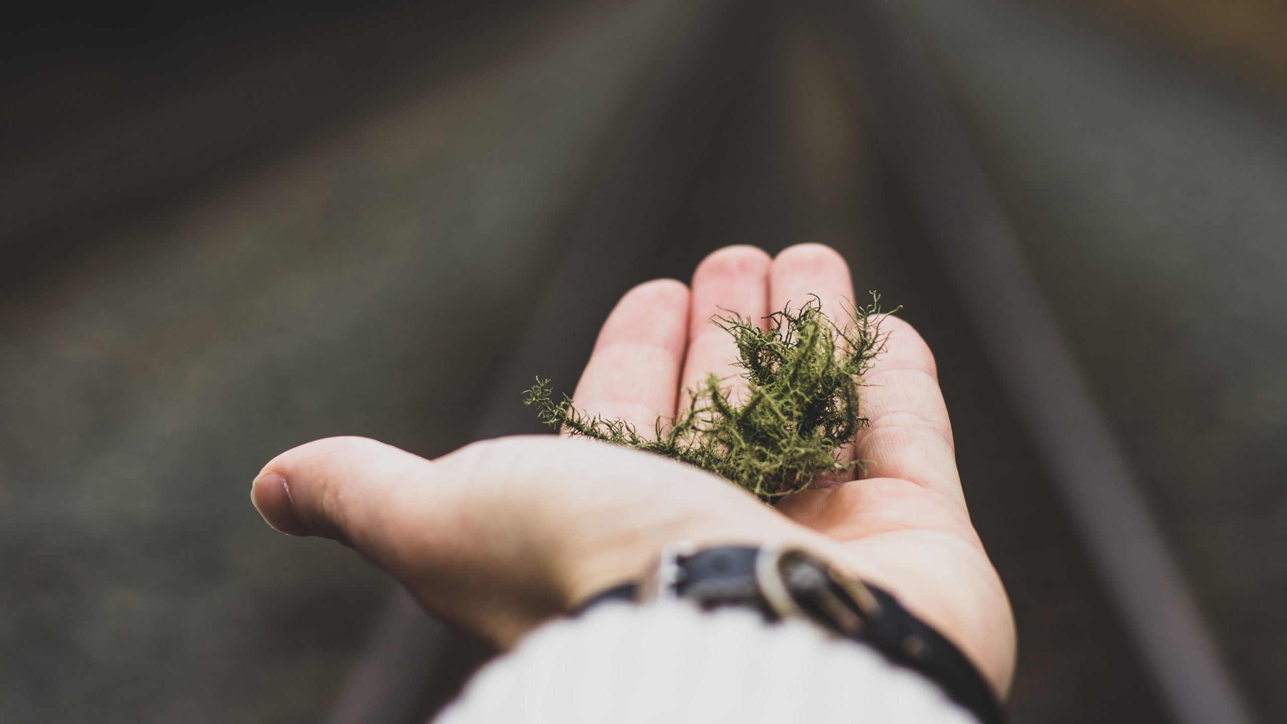 Hand with green plant